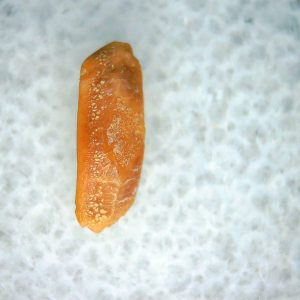 Heterodontus Extinct Shark Tooth Fossil for Sale 48