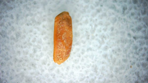 Heterodontus Extinct Shark Tooth Fossil for Sale 48
