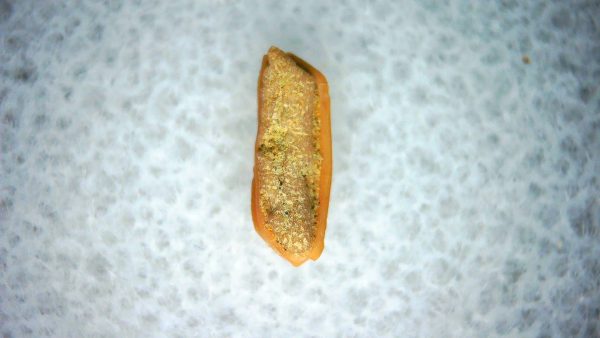Heterodontus Extinct Shark Tooth Fossil for Sale 48 - Image 2