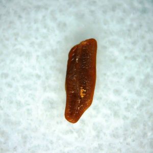 Heterodontus Extinct Shark Tooth Fossil for Sale 49