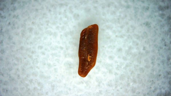 Heterodontus Extinct Shark Tooth Fossil for Sale 49
