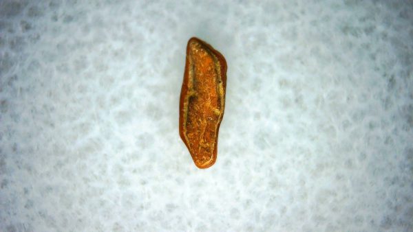 Heterodontus Extinct Shark Tooth Fossil for Sale 49 - Image 2