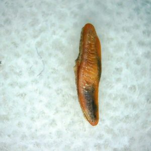 Heterodontus Extinct Shark Tooth Fossil for Sale 50
