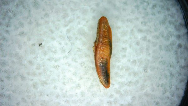 Heterodontus Extinct Shark Tooth Fossil for Sale 50