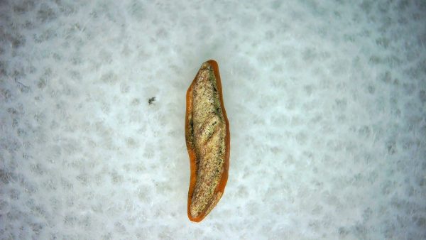 Heterodontus Extinct Shark Tooth Fossil for Sale 50 - Image 2