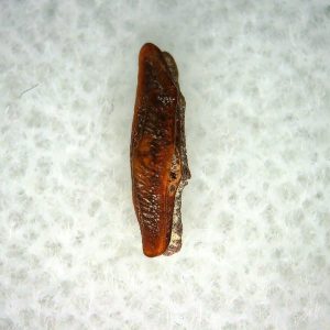 Heterodontus Extinct Shark Tooth Fossil for Sale 51