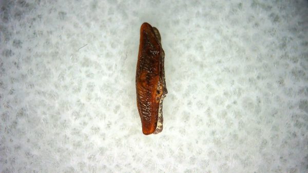 Genuine Miocene Age Heterodontus Extinct Shark Tooth Fossil For Sale from California #51