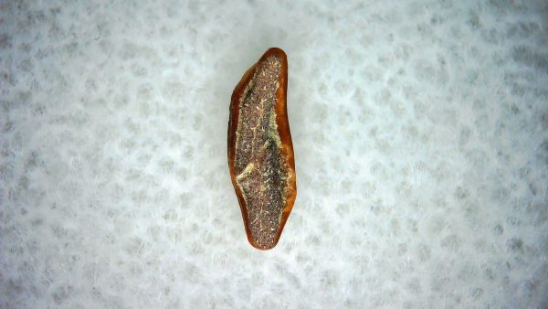 Genuine Miocene Age Heterodontus Extinct Shark Tooth Fossil For Sale from California #51a