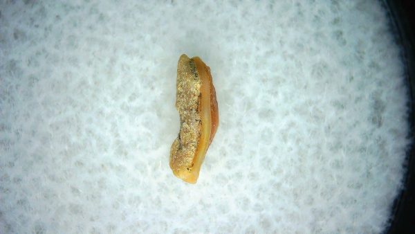 Heterodontus Extinct Shark Tooth Fossil for Sale 52 - Image 2