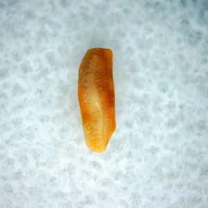Heterodontus Extinct Shark Tooth Fossil for Sale 53