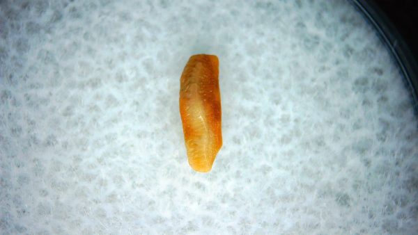 Heterodontus Extinct Shark Tooth Fossil for Sale 53