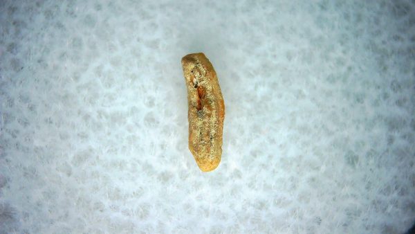 Heterodontus Extinct Shark Tooth Fossil for Sale 53 - Image 2