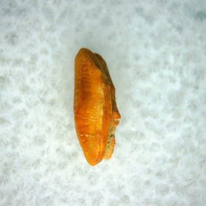 Heterodontus Extinct Shark Tooth Fossil for Sale 54