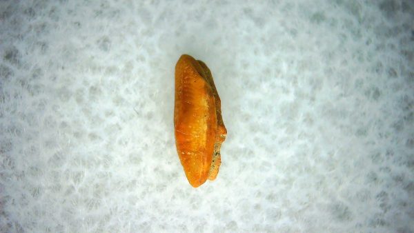 Heterodontus Extinct Shark Tooth Fossil for Sale 54