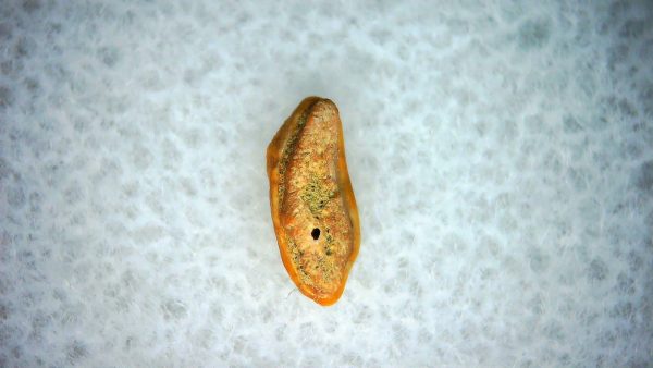 Heterodontus Extinct Shark Tooth Fossil for Sale 54 - Image 2