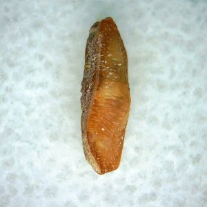 Heterodontus Extinct Shark Tooth Fossil for Sale 55