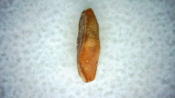 Heterodontus Extinct Shark Tooth Fossil for Sale 55