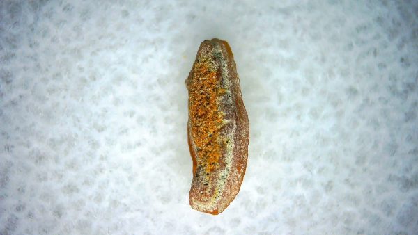 Heterodontus Extinct Shark Tooth Fossil for Sale 55 - Image 2
