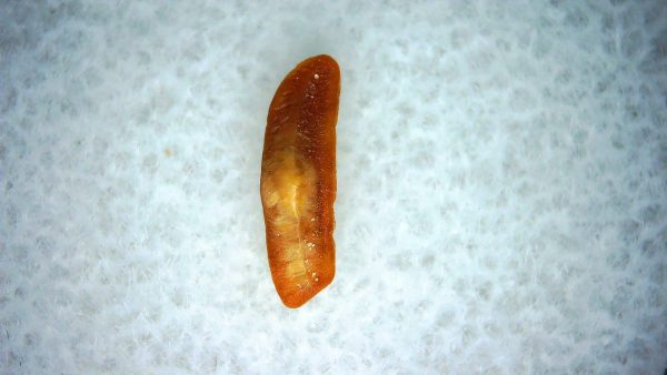 Heterodontus Extinct Shark Tooth Fossil for Sale 56