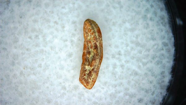 Heterodontus Extinct Shark Tooth Fossil for Sale 56 - Image 2
