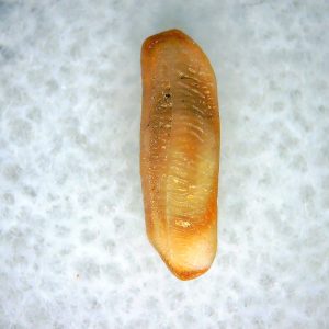 Heterodontus Extinct Shark Tooth Fossil for Sale 57