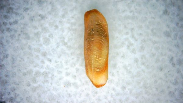Heterodontus Extinct Shark Tooth Fossil for Sale 57