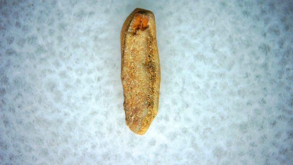 Heterodontus Extinct Shark Tooth Fossil for Sale 57 - Image 2