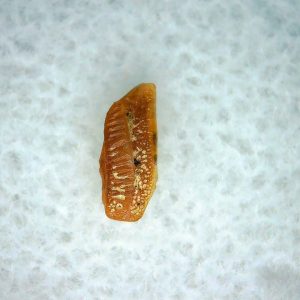 Heterodontus Extinct Shark Tooth Fossil for Sale 58