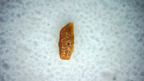 Heterodontus Extinct Shark Tooth Fossil for Sale 58
