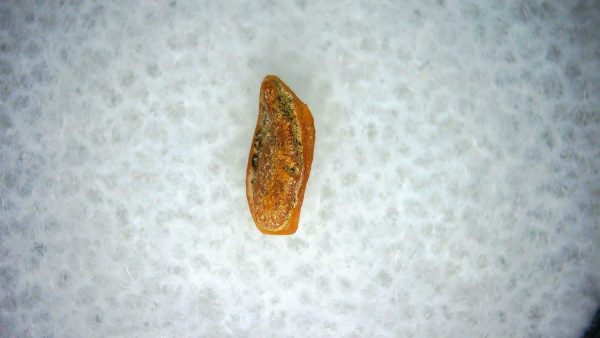 Heterodontus Extinct Shark Tooth Fossil for Sale 58 - Image 2