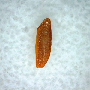 Heterodontus Extinct Shark Tooth Fossil for Sale 59