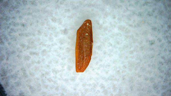 Heterodontus Extinct Shark Tooth Fossil for Sale 59