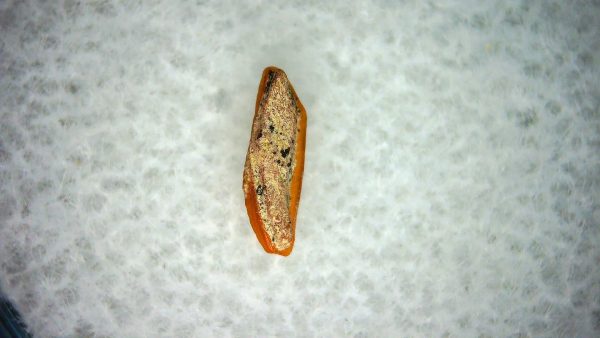 Heterodontus Extinct Shark Tooth Fossil for Sale 59 - Image 2