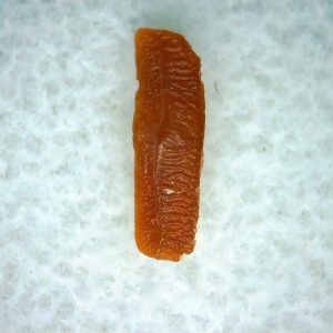 Heterodontus Extinct Shark Tooth Fossil for Sale 60