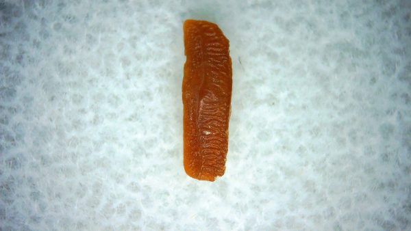 Heterodontus Extinct Shark Tooth Fossil for Sale 60