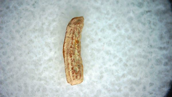 Heterodontus Extinct Shark Tooth Fossil for Sale 60 - Image 2