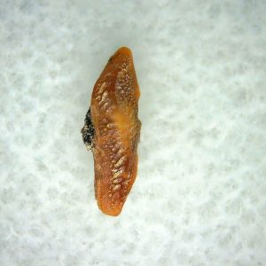 Heterodontus Extinct Shark Tooth Fossil for Sale 61