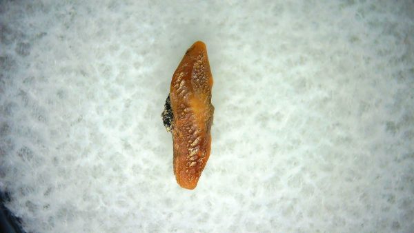 Heterodontus Extinct Shark Tooth Fossil for Sale 61