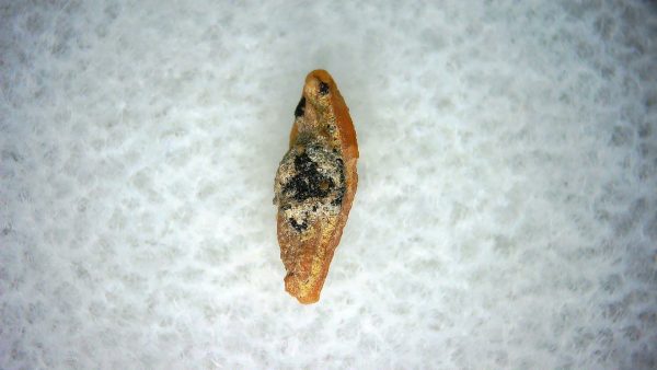 Heterodontus Extinct Shark Tooth Fossil for Sale 61 - Image 2