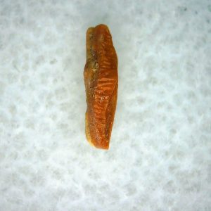 Heterodontus Extinct Shark Tooth Fossil for Sale 62