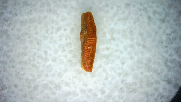 Heterodontus Extinct Shark Tooth Fossil for Sale 62