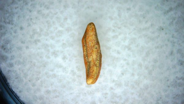 Heterodontus Extinct Shark Tooth Fossil for Sale 62 - Image 2