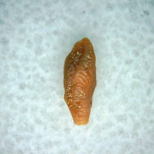 Heterodontus Extinct Shark Tooth Fossil for Sale 63