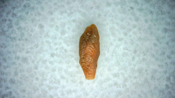 Heterodontus Extinct Shark Tooth Fossil for Sale 63