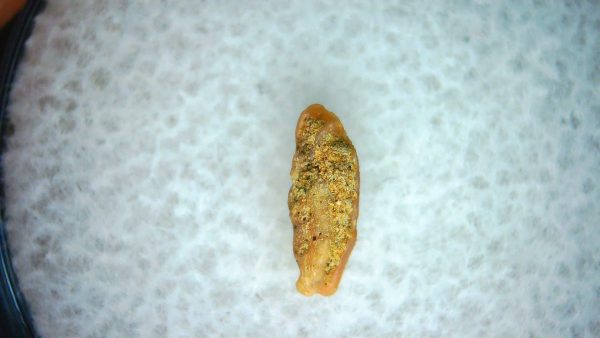 Heterodontus Extinct Shark Tooth Fossil for Sale 63 - Image 2