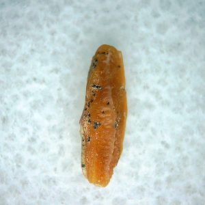 Heterodontus Extinct Shark Tooth Fossil for Sale 64