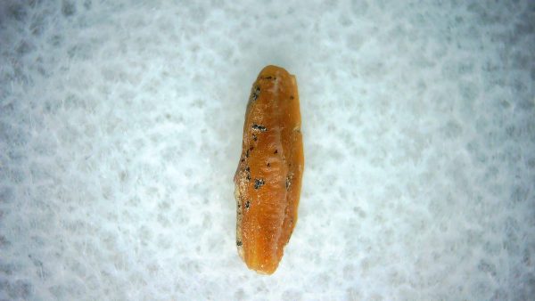 Heterodontus Extinct Shark Tooth Fossil for Sale 64
