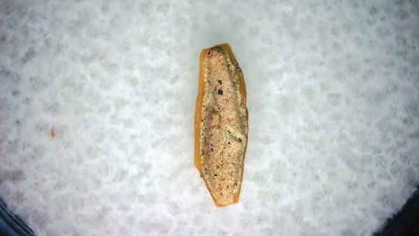 Heterodontus Extinct Shark Tooth Fossil for Sale 64 - Image 2