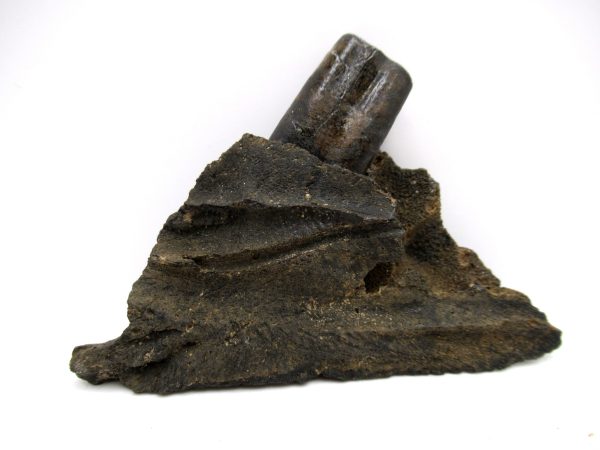 Genuine Pleistocene Age Holmesina Armadillo Jaw Section Fossil for Sale from Florida #1a