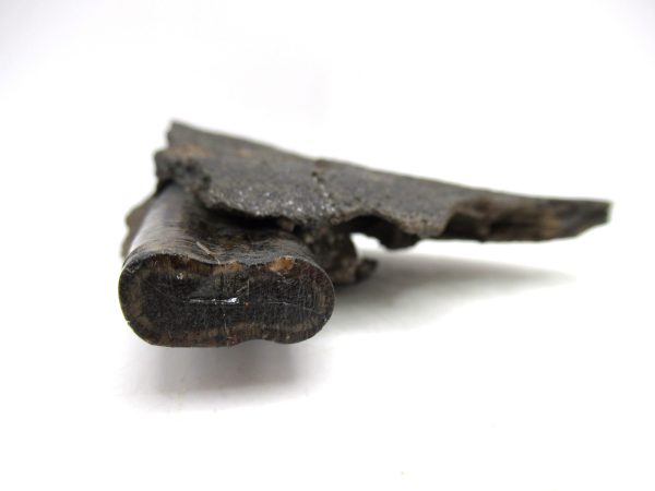 Genuine Pleistocene Age Holmesina Armadillo Jaw Section Fossil for Sale from Florida #1b